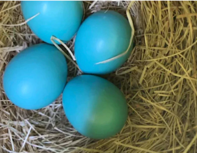 Making pedagogical choices with a bird's nest